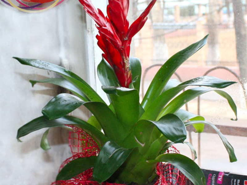 Betingelser for bromeliablomst