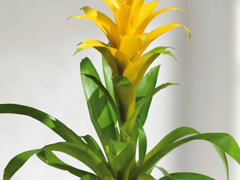 Cara merawat bromeliad