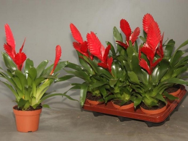 Bromelia's planten en verzorgen