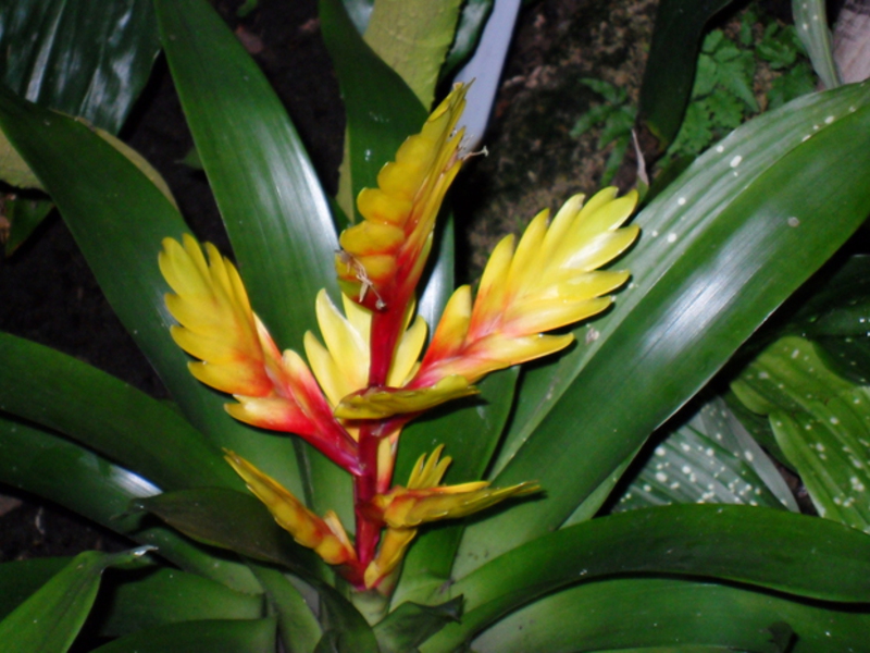 Bromeliad og dens arter