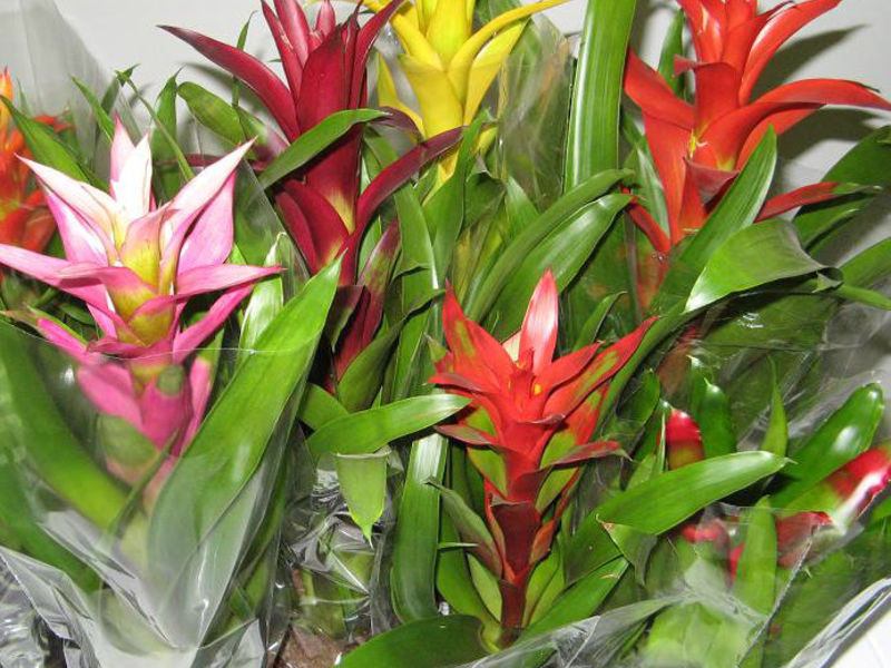 Dzeltenās bromeliādes