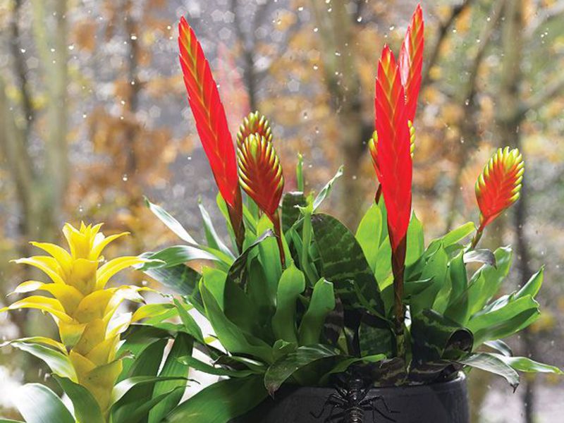 Cura della bromelia