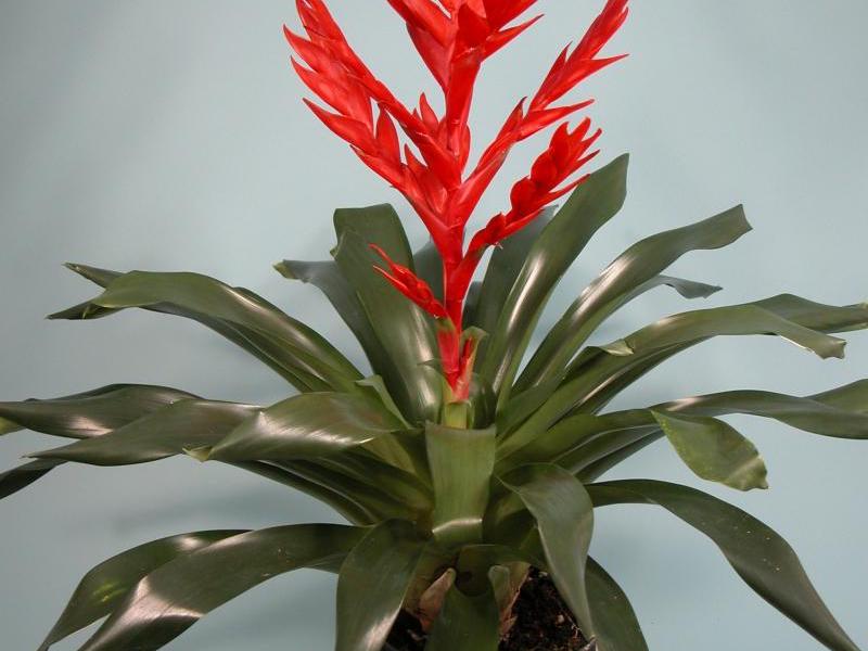 Wachsende Bromelien