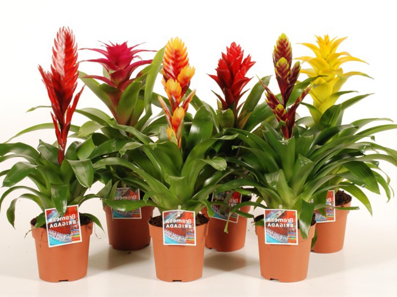 Bloeiende bromelia's