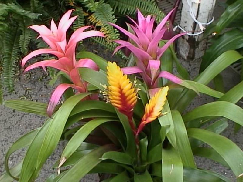 Blomstringsperiode med bromeliads