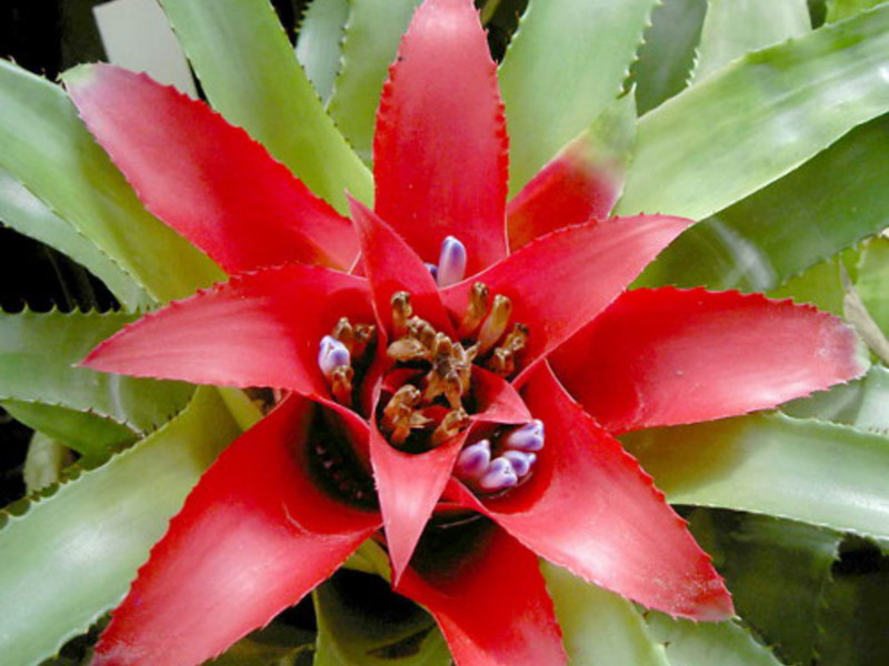 Onde a flor da bromélia cresce