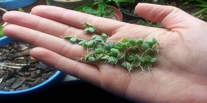 Lijst met methoden voor het vermeerderen van Kalanchoë-bloemen