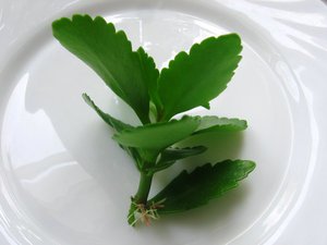 Características de reproducción de esquejes de Kalanchoe.