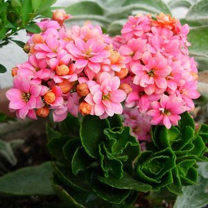 Features of the reproduction of Kalanchoe of different species