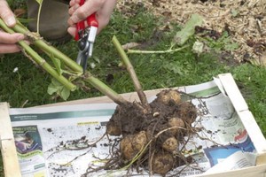 Características del cultivo de flores de dalia a partir de tubérculos.