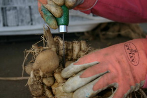 Reglas de plantación de tubérculos de dalia.