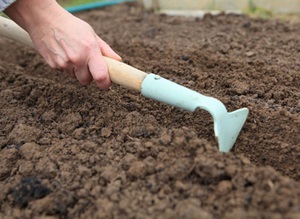 Descripción del proceso de preparación del suelo para plantar tubérculos de dalia.