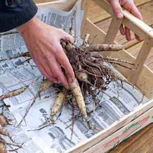 Mga tampok ng pagtatago ng mga dahlia tubers sa taglamig