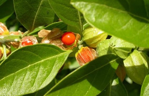 What properties does ashwagandha have?