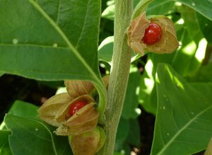 Ashwagandha tulajdonságai