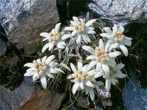 Edelweiss este o planta cu flori de munte.