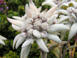 Acorrentado às montanhas edelweiss.