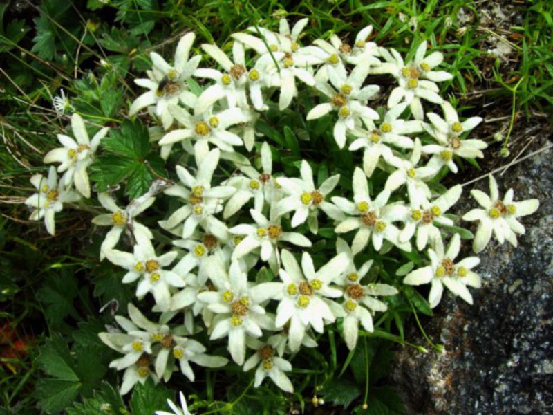 Χαρακτηριστικά του λουλουδιού Edelweiss