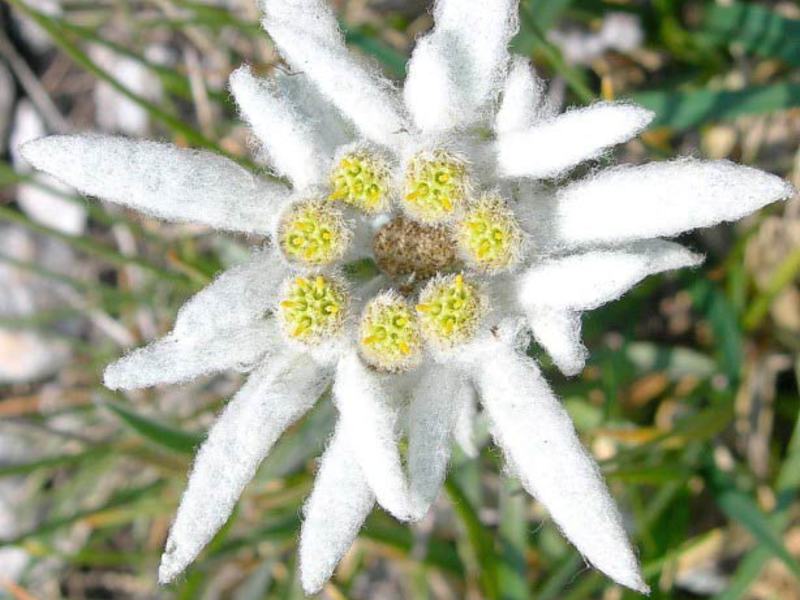 Aparência de flor Edelweiss