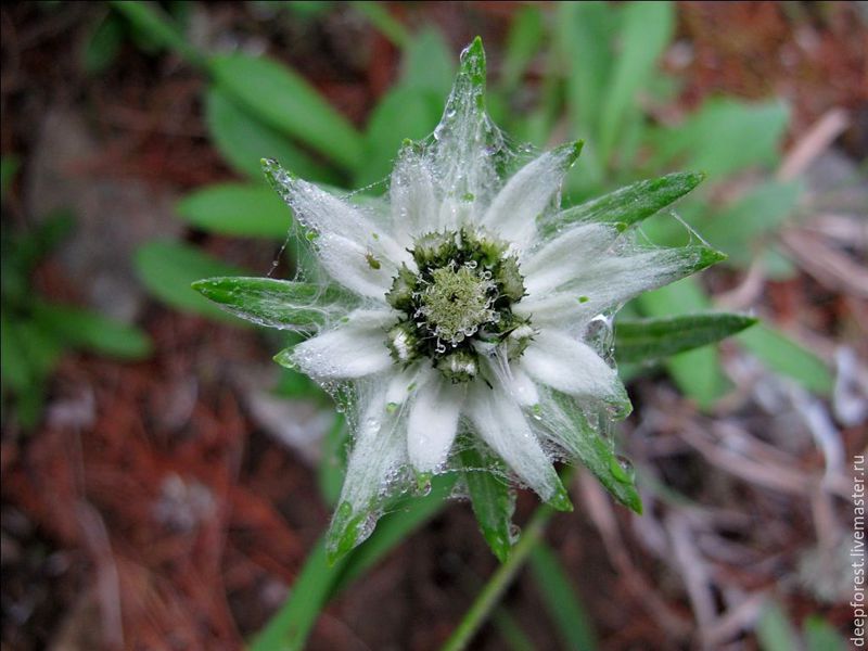  Alpines Edelweiß.