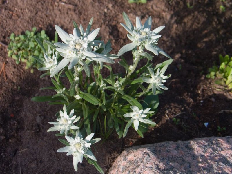 Το Edelweiss ανθίζει