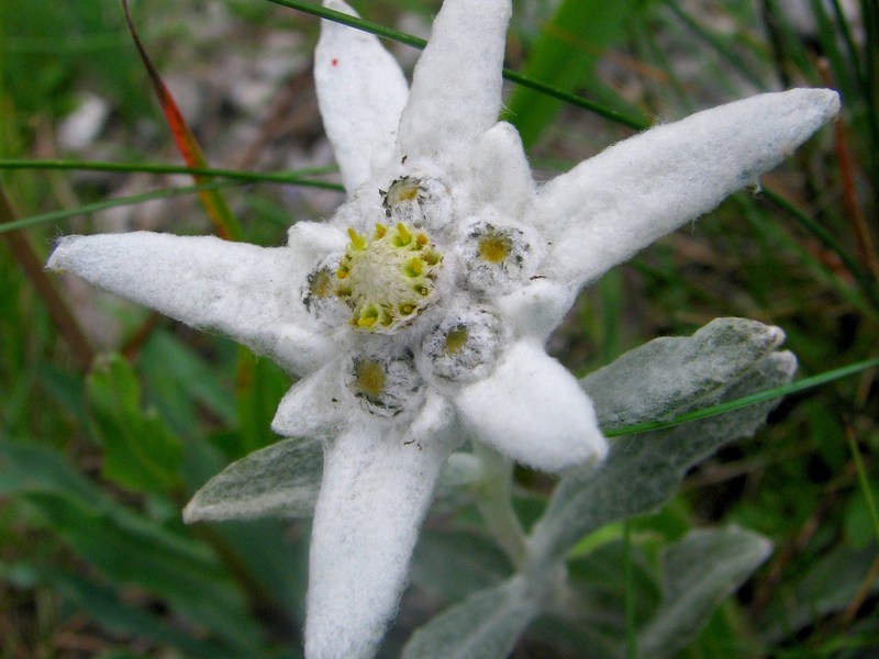 Variété de fleurs Edelweiss