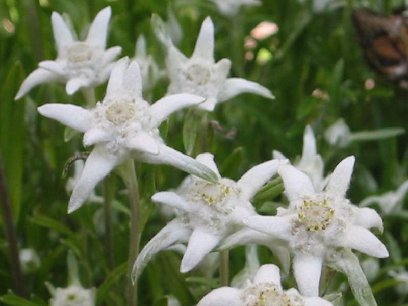 In de natuur groeien edelweiss op de alpengordel van bergen