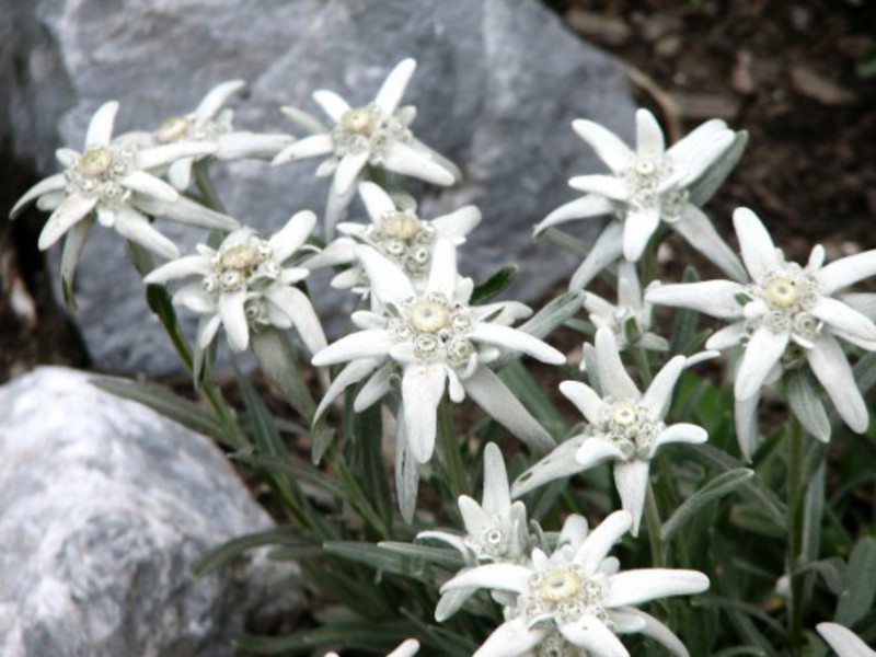 Edelweiss patuljak