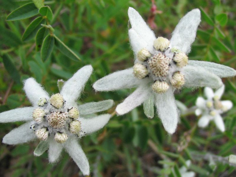 In de natuur groeien edelweiss op de alpengordel van bergen