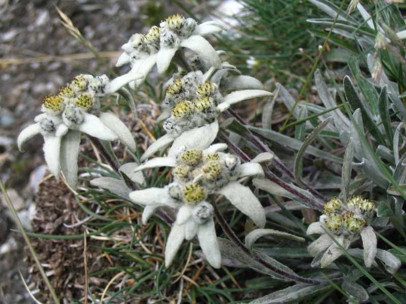 Edelweiss dağlarına zincirlenmiş.