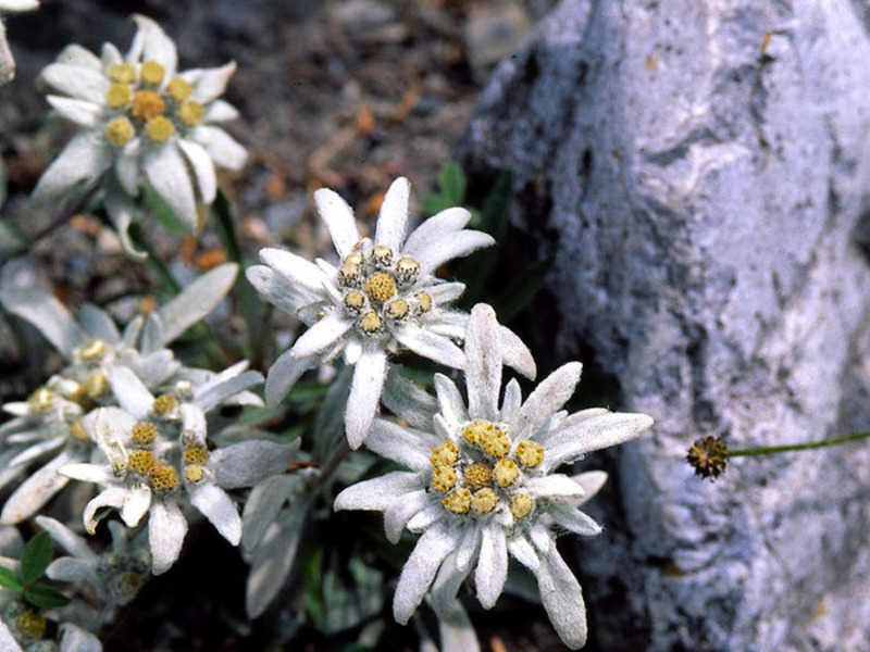 Ang Edelweiss ay isang halaman ng bulaklak sa bundok.