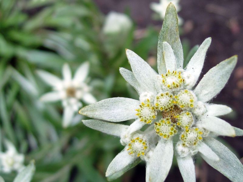 Características da flor edelweiss