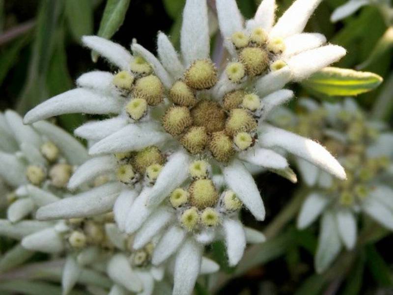 Edelweiss bloeien