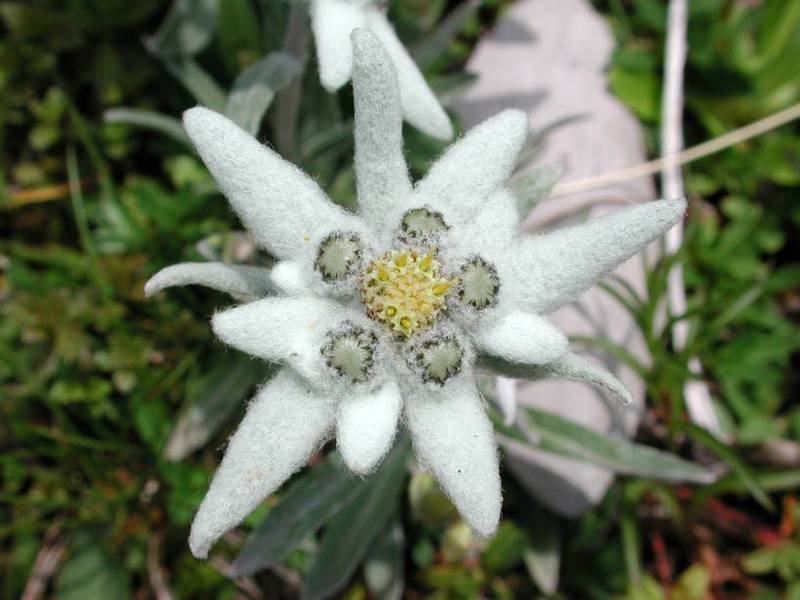 Dağ çiçeği edelweiss