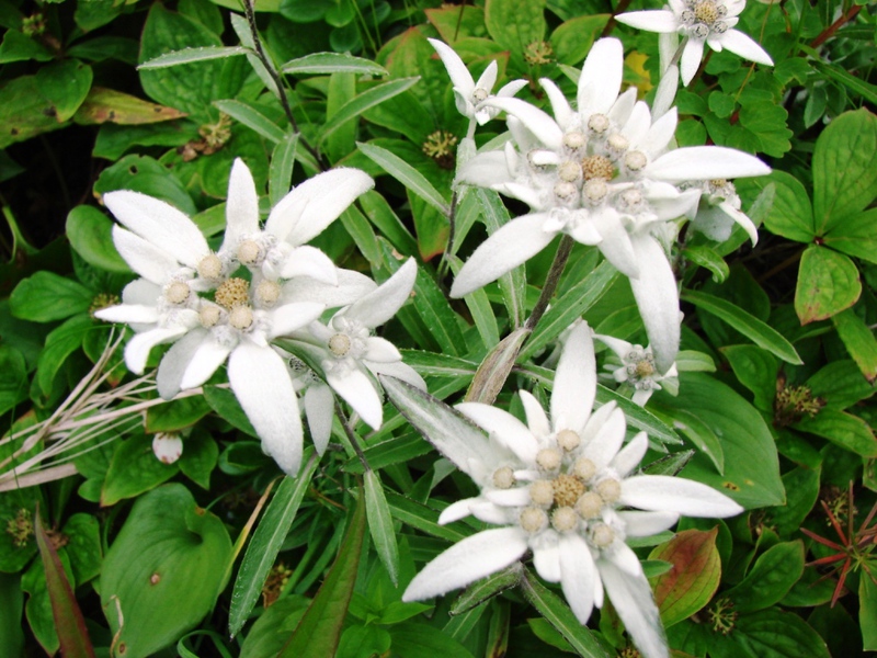 Edelweiss é uma planta de flor da montanha.