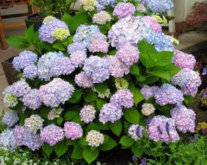 Kuinka hydrangea kukkii