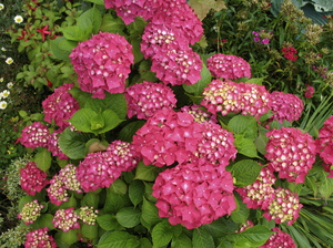 Welche medizinischen Eigenschaften hat Hortensie?