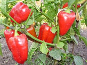 Hybrider och sorter av paprika.