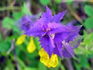 Tipos de flor Ivan da Marya.