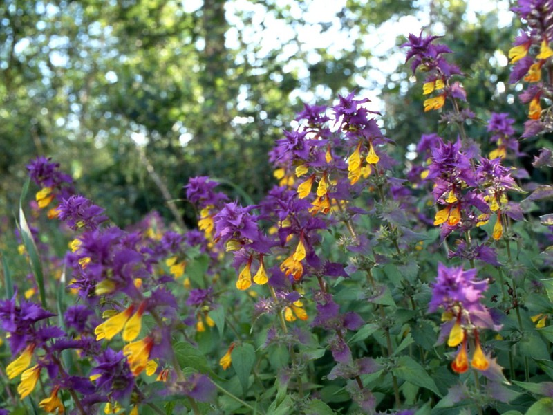 Regler for pleje af en blomst Ivan da Marya.