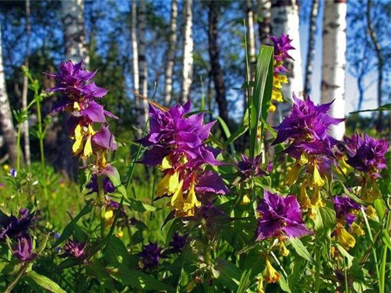 I hvilke områder blomstrer Ivan da Marya?