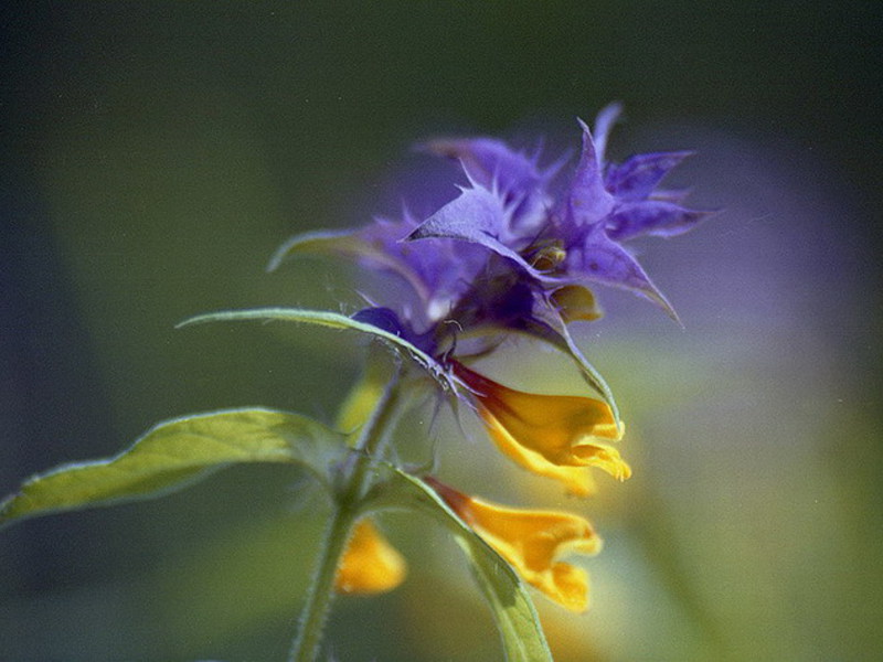 How long Ivan da Marya blooms.