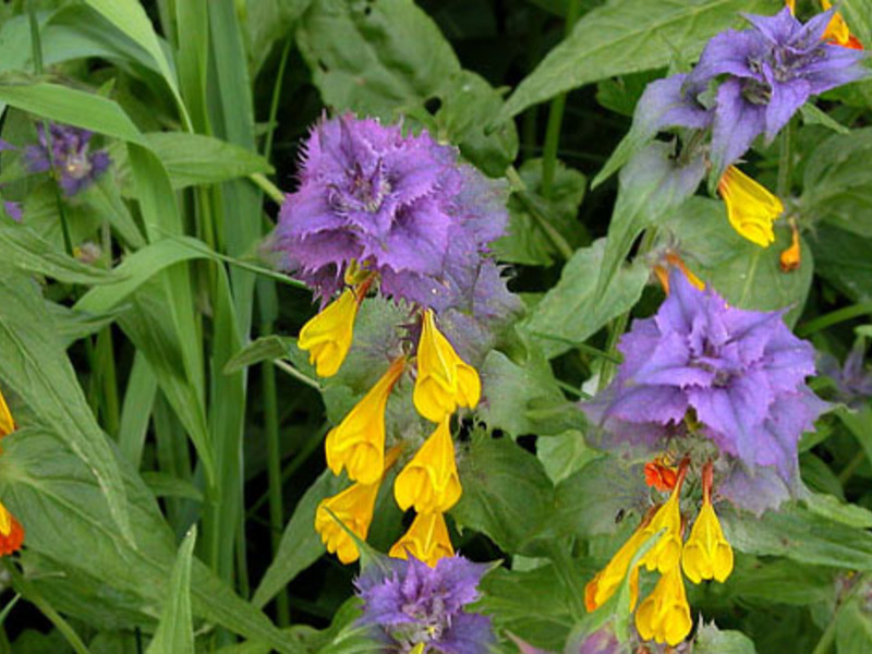 Qual è la particolarità del fiore Ivan da Marya.