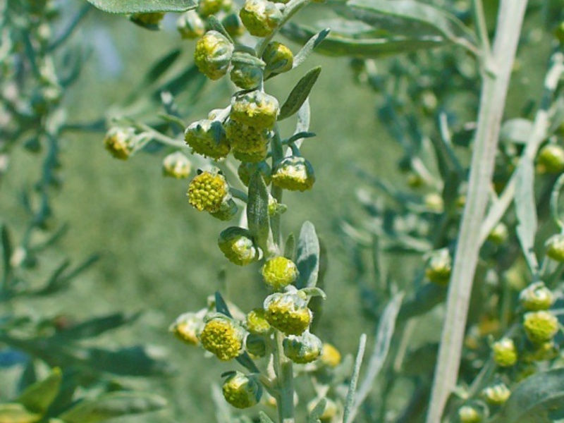 Types of wormwood