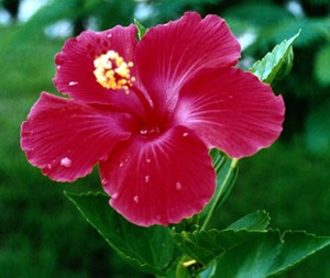 Halo ng hibiscus stock.