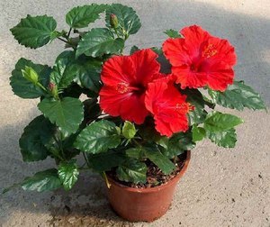 Hibiscus katu