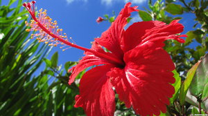 Innendørs og utendørs hibiskus