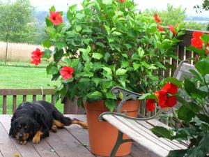 Hibiscus-arter.