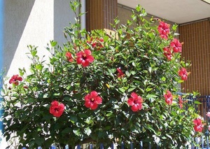 Hibisco de interior.