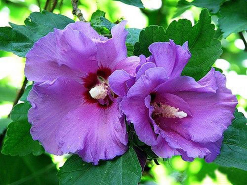 Mga bulaklak sa loob ng hibiscus.